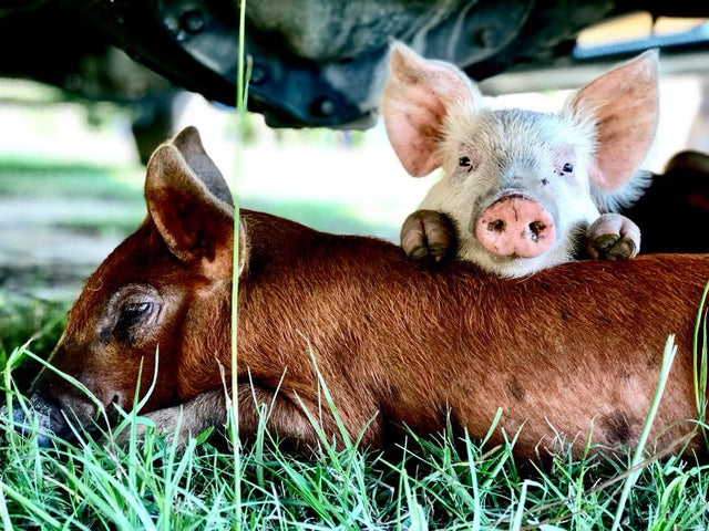 Little pigs on the farm